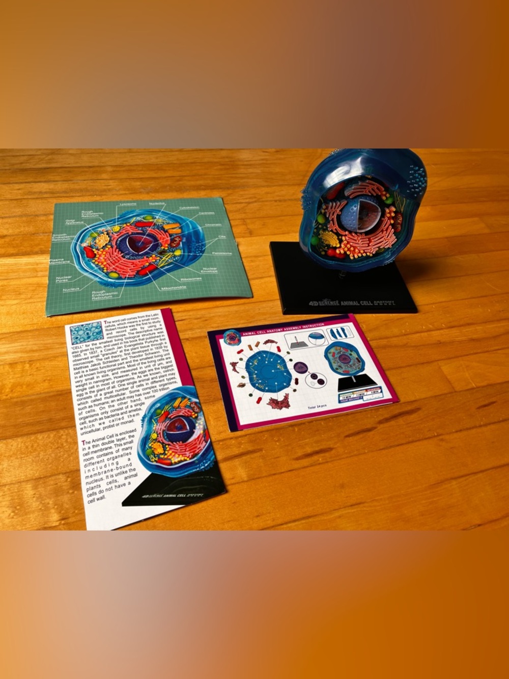 3D Animal Cell Model Kit - Blue Educational Anatomy Model Display